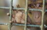 Crab-eating Macaque (<em>Macaca fascicularis palawanensis</em>), Irawan Crocodile Farming Institute and Rescue Center, Palawan Island, PHILIPPINES